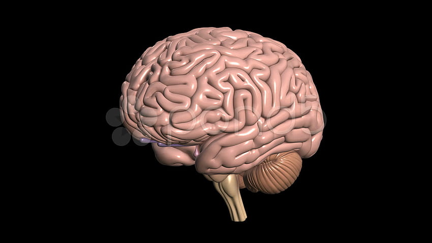 3D Brain Coll HD wallpaper