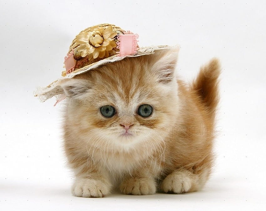 little lady with a hat, kitten, lady, animals, cats, hat, little HD wallpaper