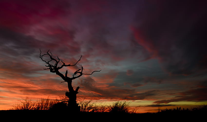 Nature, Sunset, Sky, Night, Silhouette, Wood, Tree HD wallpaper