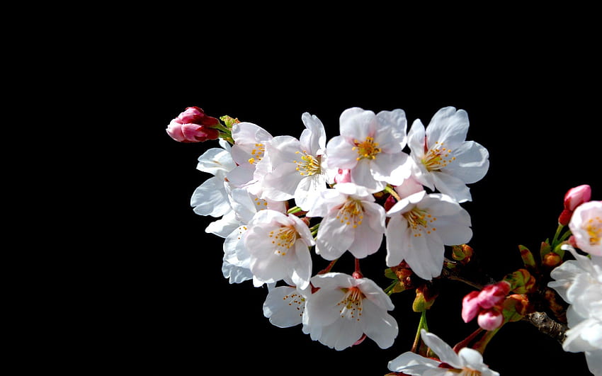 Primavera, Flores, Macro, Bloom, Floração, Filial papel de parede HD