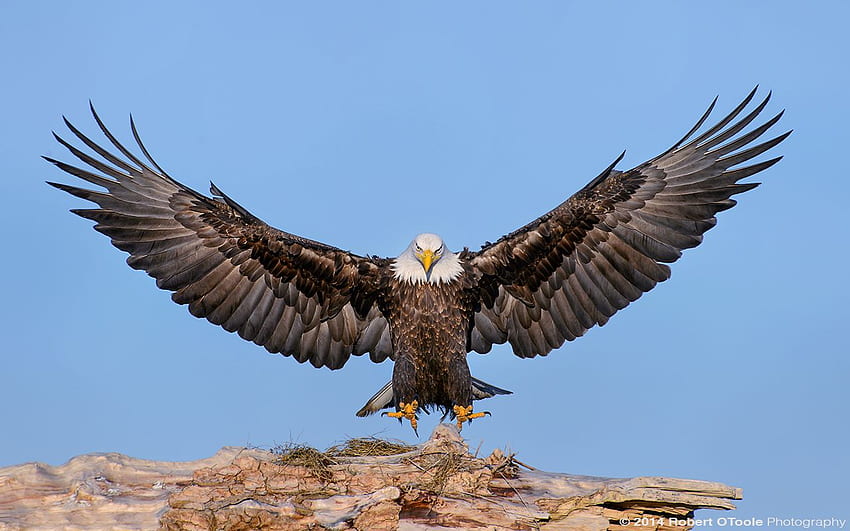Eagle (22), Native American Eagle HD wallpaper | Pxfuel
