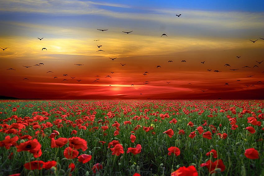 Landscape, poppy farm, sunset HD wallpaper