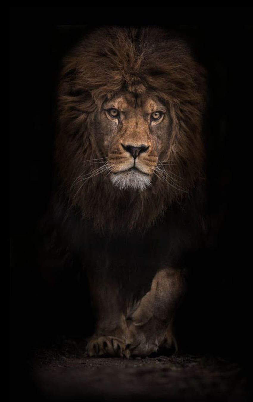 Lion, Black Lion HD phone wallpaper