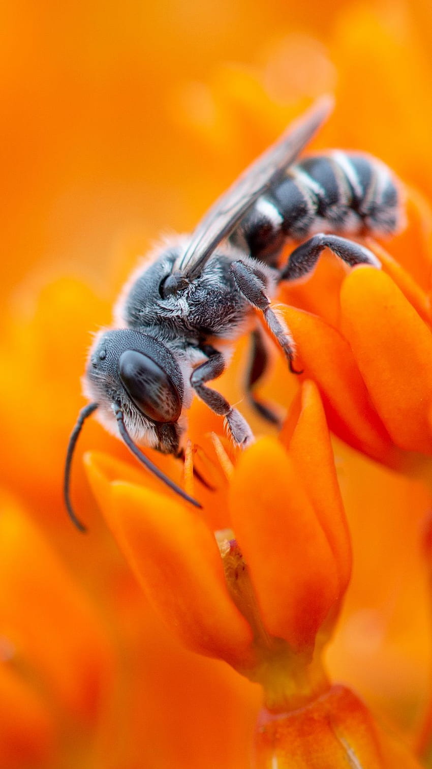 bee, flower, pollination, pollen, Bees HD phone wallpaper