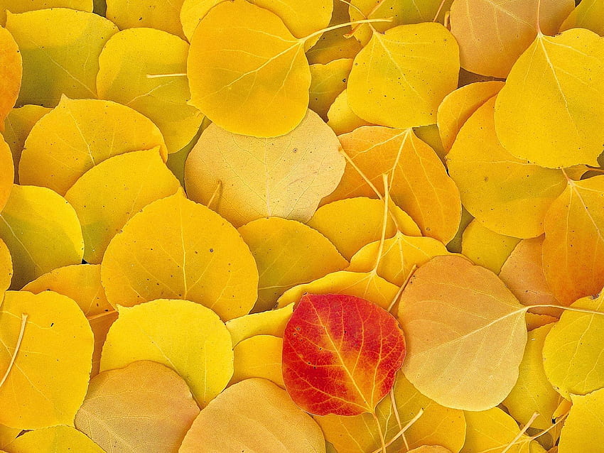 Nature, Autumn, Leaves, Birch HD wallpaper