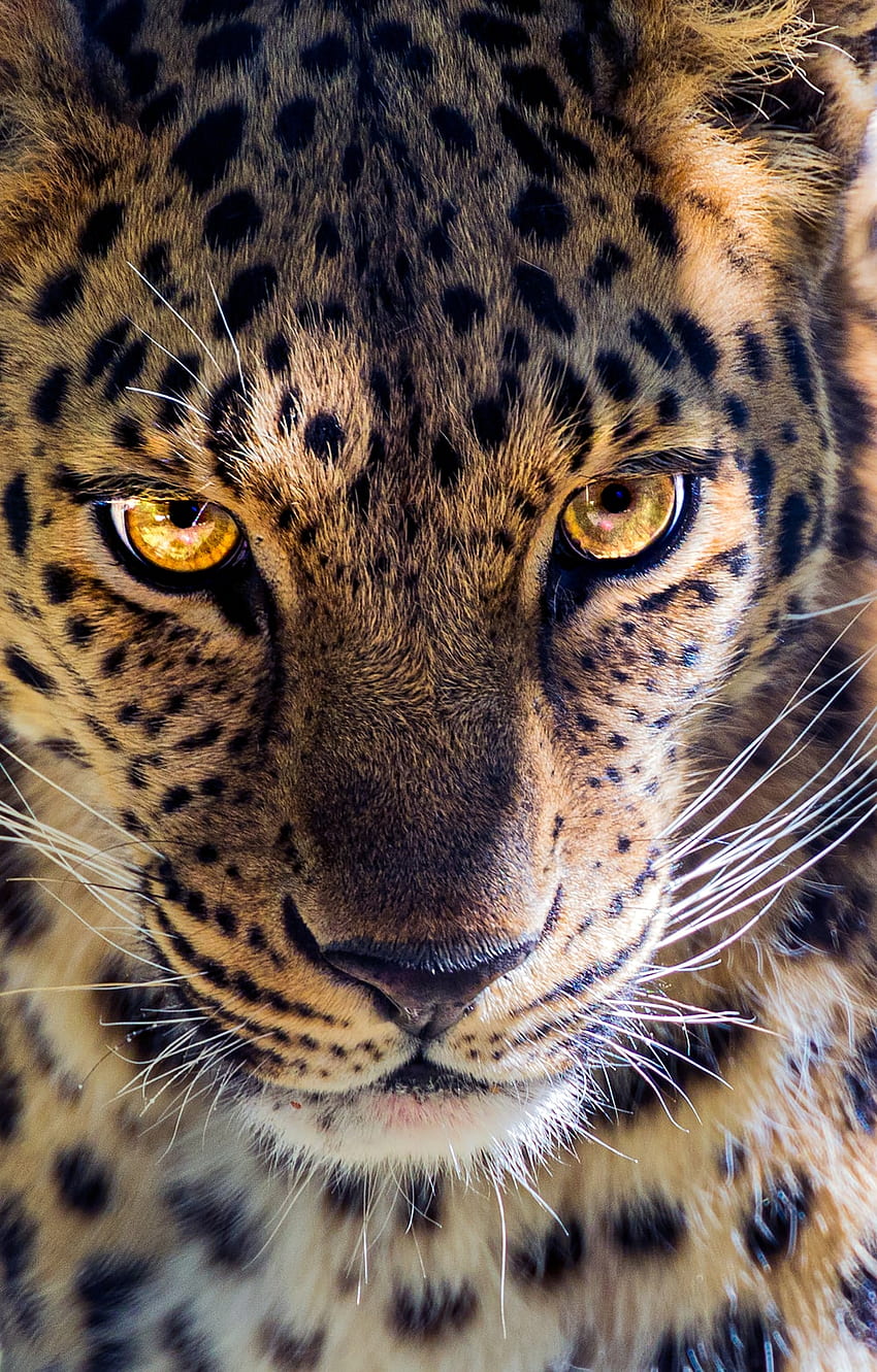 Leopardo, hermoso leopardo fondo de pantalla del teléfono