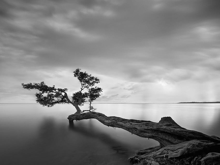Trying To Grasp The Light, black and white, clouds, trees, sky, colours, nature, water, lake HD wallpaper