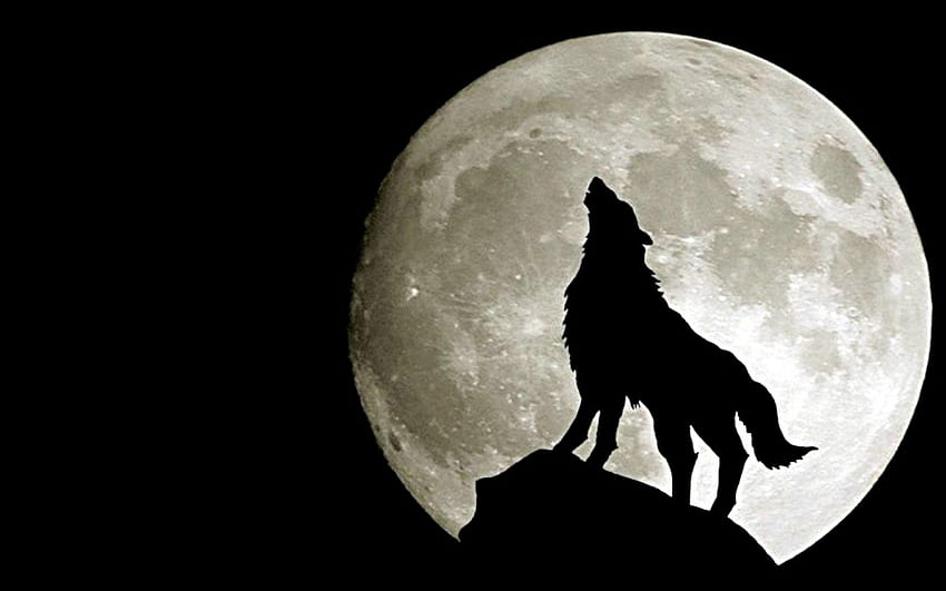 Wolf Under Full Moon . Wolf , Wolf howling, Bark at the moon HD wallpaper