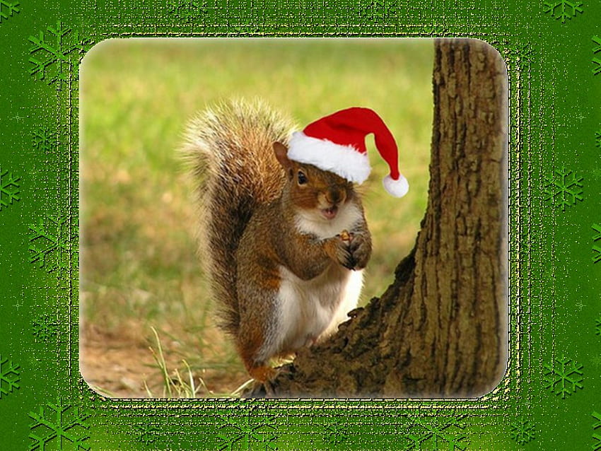 Christmas squirrel, animal, holiday, christmas, squirrel HD wallpaper