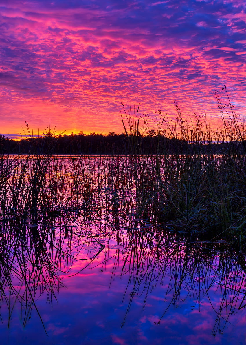 Nature, Sunset, Twilight, Violet, Lake, Dusk, Purple, Cane, Reed HD phone wallpaper