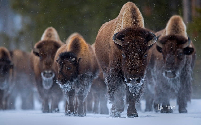 Bison at Yellowstone National Park, Wyoming - Bing, Yellowstone Winter papel de parede HD