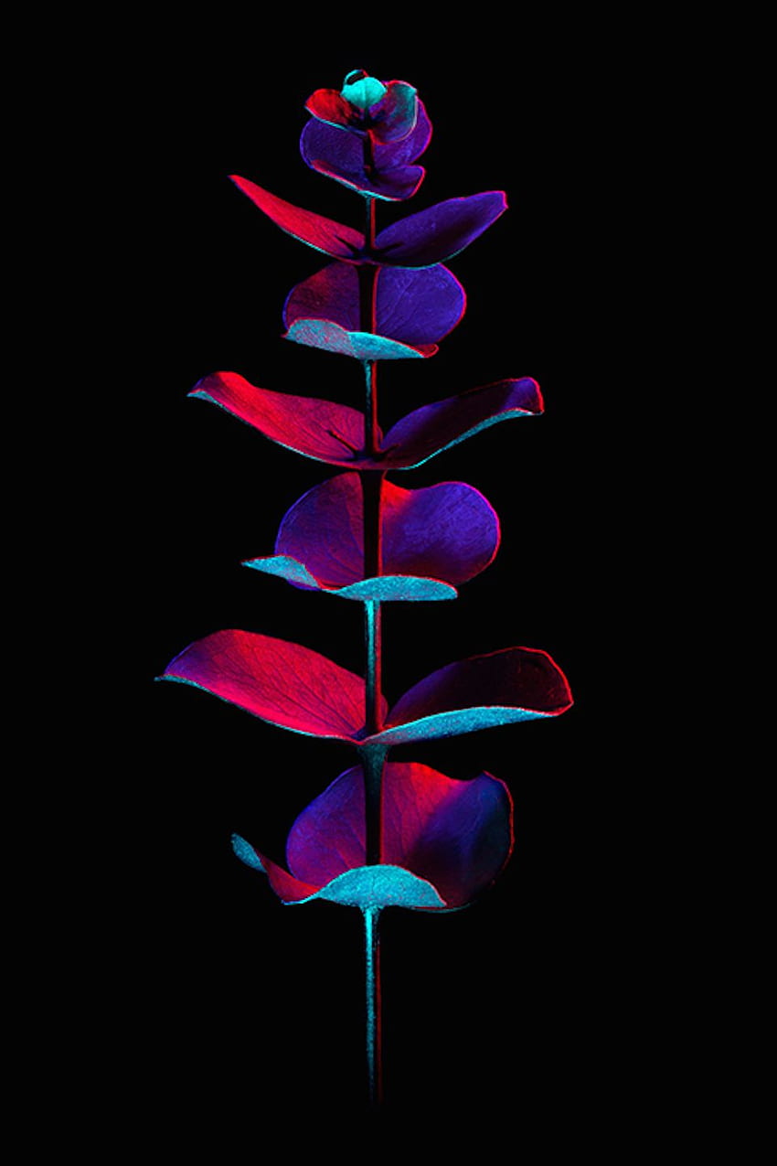 Psychedelic graphs of Flowers. Dark flowers, Neon flowers, Flower phone HD phone wallpaper