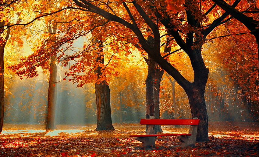 Autumn rest, colorful, froest, bench, walk, park, rest, trees, autumn, foliage HD wallpaper