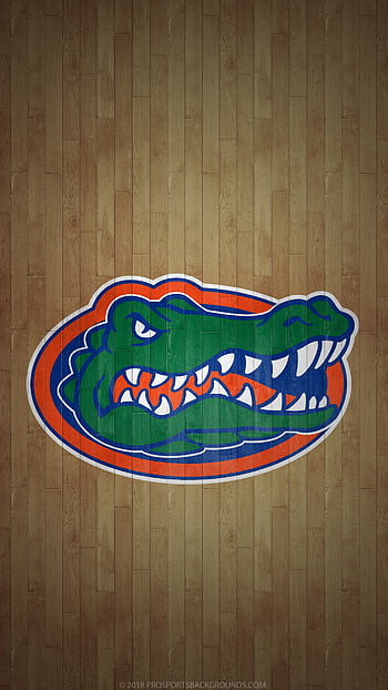 Florida gators HD wallpapers  Pxfuel