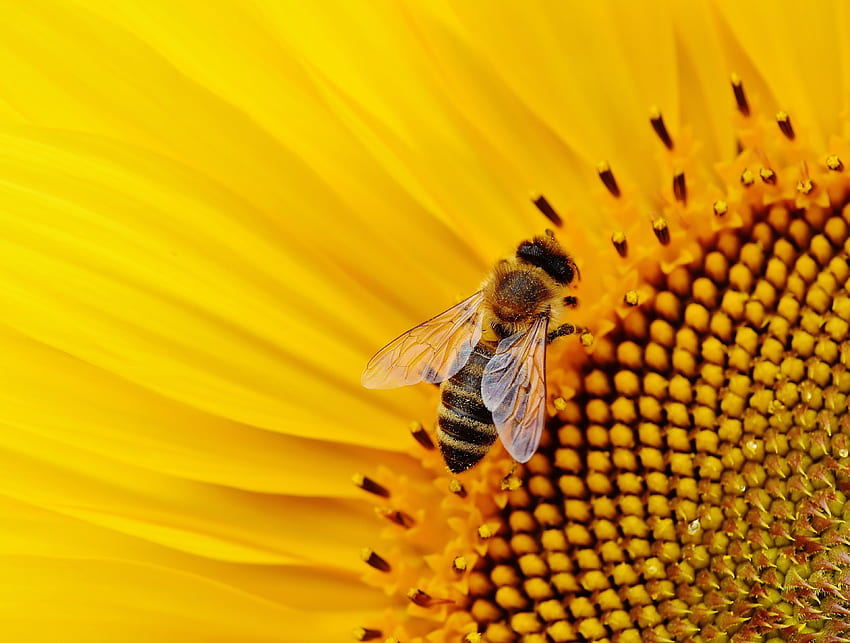 / sun flower bees summer garden blossom bloom, Bees and Flowers HD wallpaper