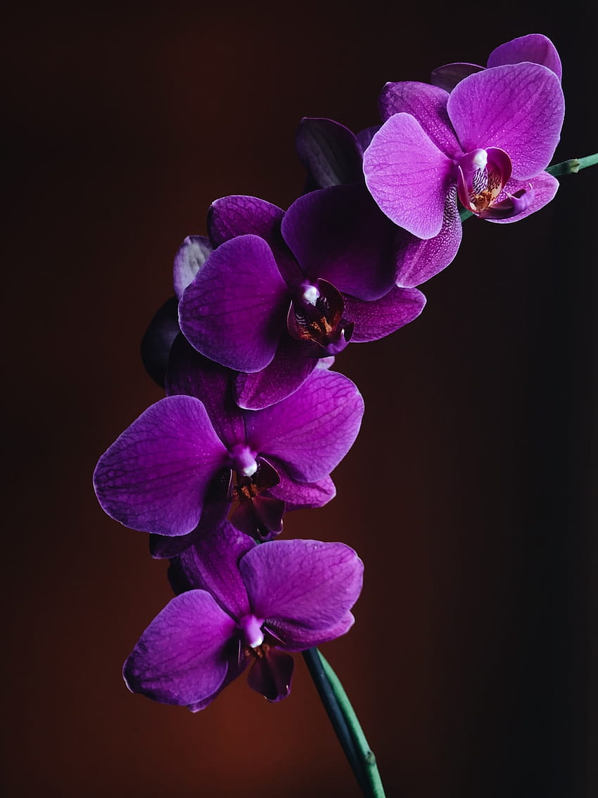 紫色の蘭、紫色の蘭の花 HD電話の壁紙