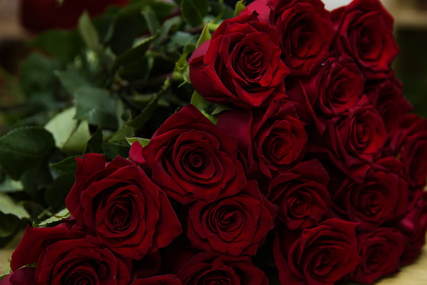Schön, Blumen, rote Rosen HD-Hintergrundbild