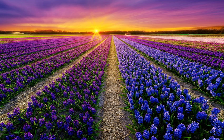 Spring field, rays, glow, beautiful, spring, sunrise, rows, field, nature, flowers, sky, sunset HD wallpaper