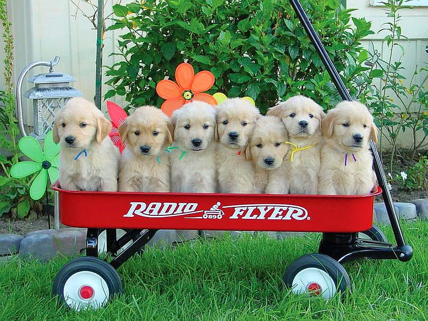 Puppies for Sale, beautiful HD wallpaper