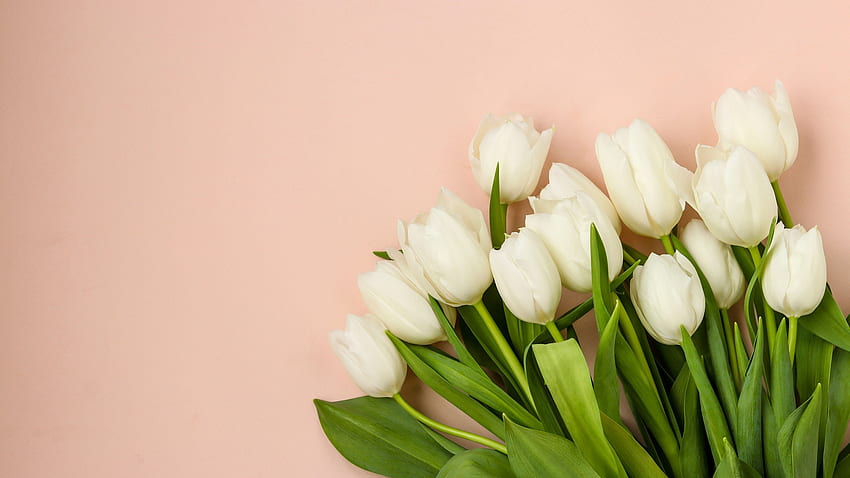 Earth White Tulip , White Tulips HD wallpaper