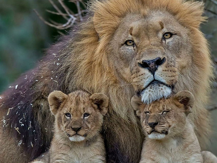 Lion family cute animal . HD wallpaper
