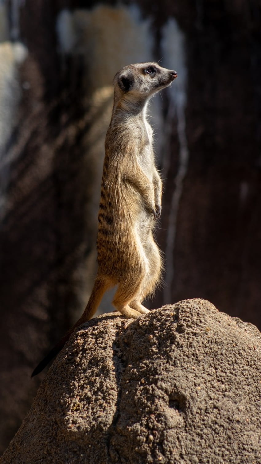Meerkat, Aww, Nature, Lookput, Cute, Wildlife, Animal, Scout HD phone wallpaper