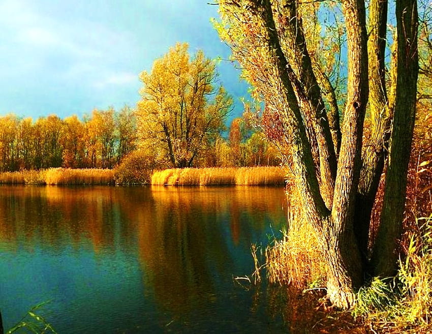 The gold of autumn, blue green, gold plants, gold autumn trees, calm ...