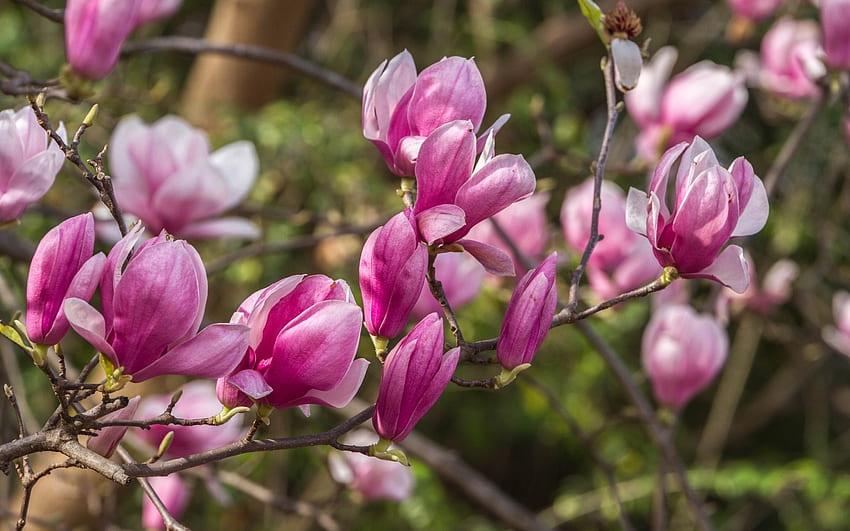 Magnolias, pink, flower, spring, magnolia, tree HD wallpaper