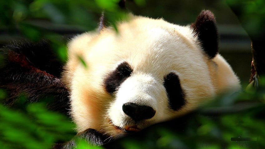 Animals, Grass, Muzzle, Sleep, Dream, Panda HD wallpaper
