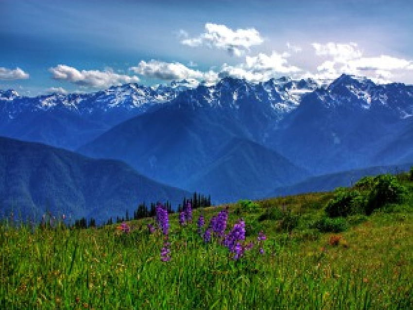 Alpenblumen, Blumen, Alpen HD-Hintergrundbild