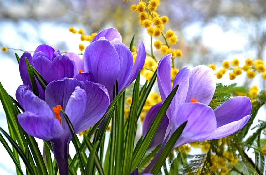 Wiosenne kwiaty, piękne, wiosenne liście, delikatne, ładne, płatki, kwiaty, krokusy, urocze Tapeta HD