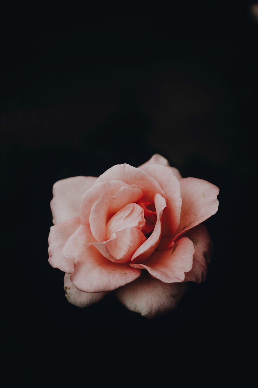 Flowers, Pink, Rose Flower, Rose, Petals, Bud, Dark Background HD phone wallpaper