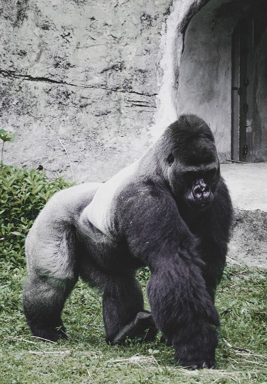 Фон на сребърна горила, ядосана горила HD тапет за телефон