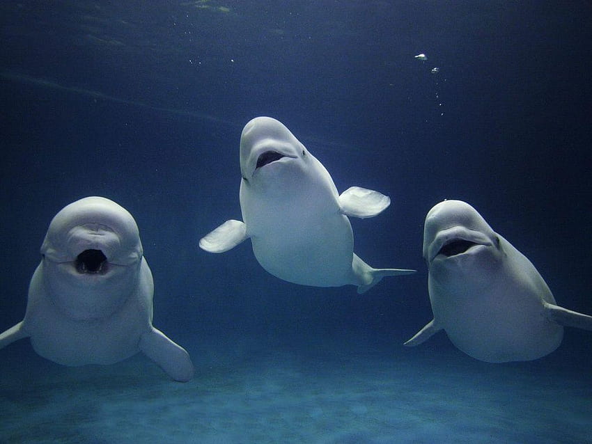 Beluga HD Wallpapers and Backgrounds