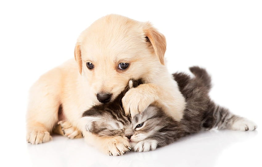 kitty, pair, puppy, puppy, play, kitten, couple for , section собаки HD wallpaper