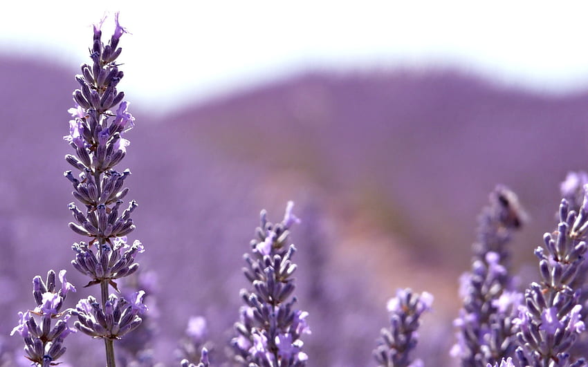 Bunga Indah, alam, bunga, mekar, lavender Wallpaper HD