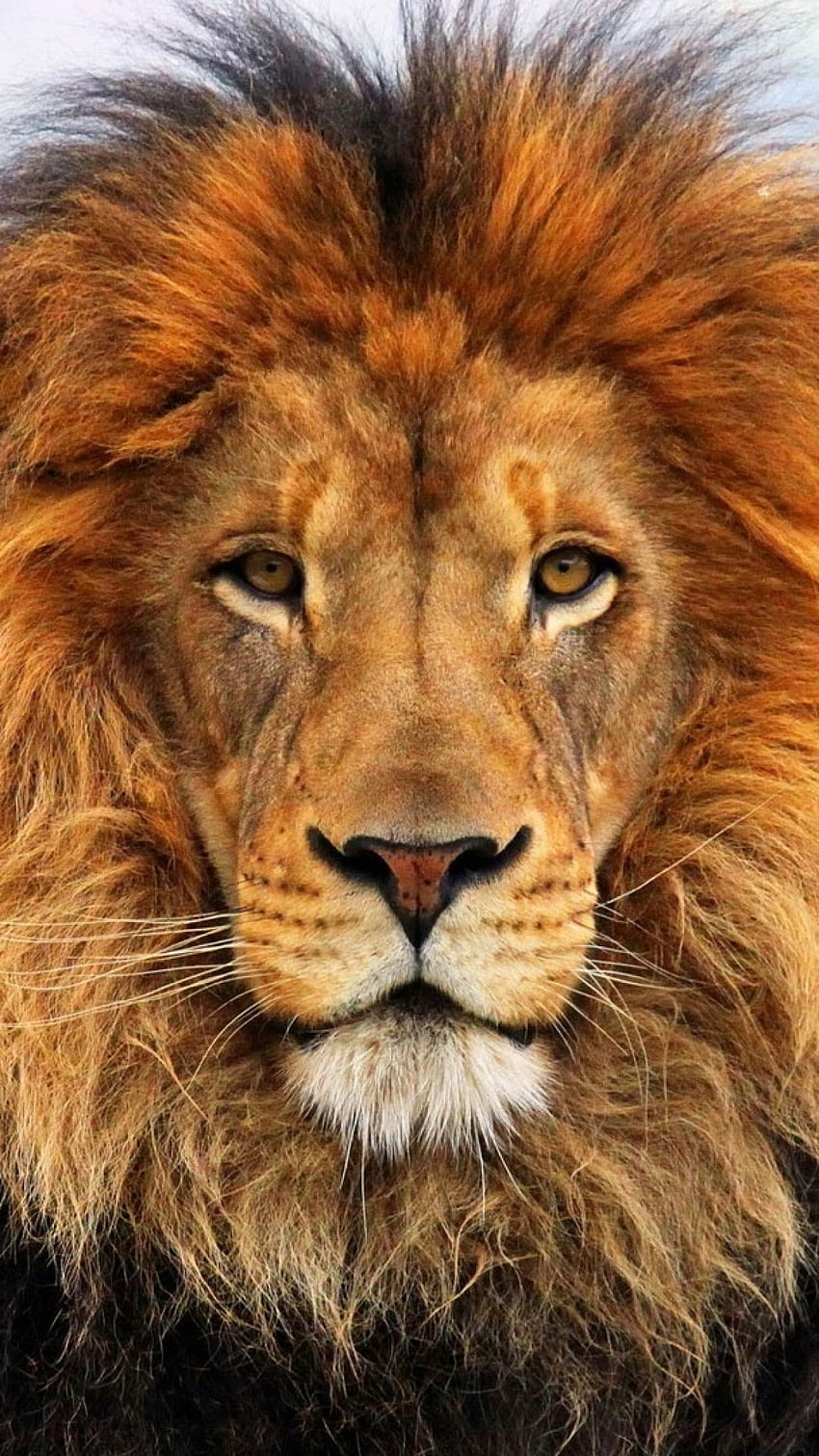 Gesicht, Augen, Löwe, Fell, Mähne. Tiere, süße Tiere, wilde Tiere, männlicher Löwe HD-Handy-Hintergrundbild