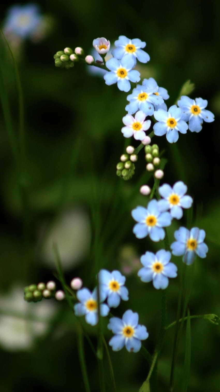 Blume, Myosotis HD-Handy-Hintergrundbild