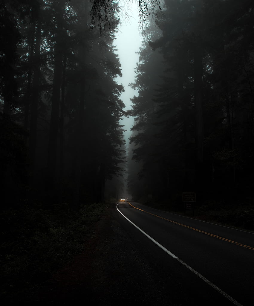 Dark, Trees, Night, Lights, Road, Fog, Headlights HD phone wallpaper