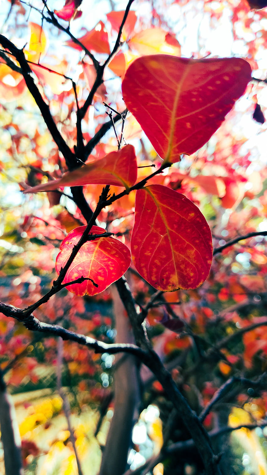 Primavera, оранжево, червено, слънчева светлина, есен, дърво, otoño HD тапет за телефон