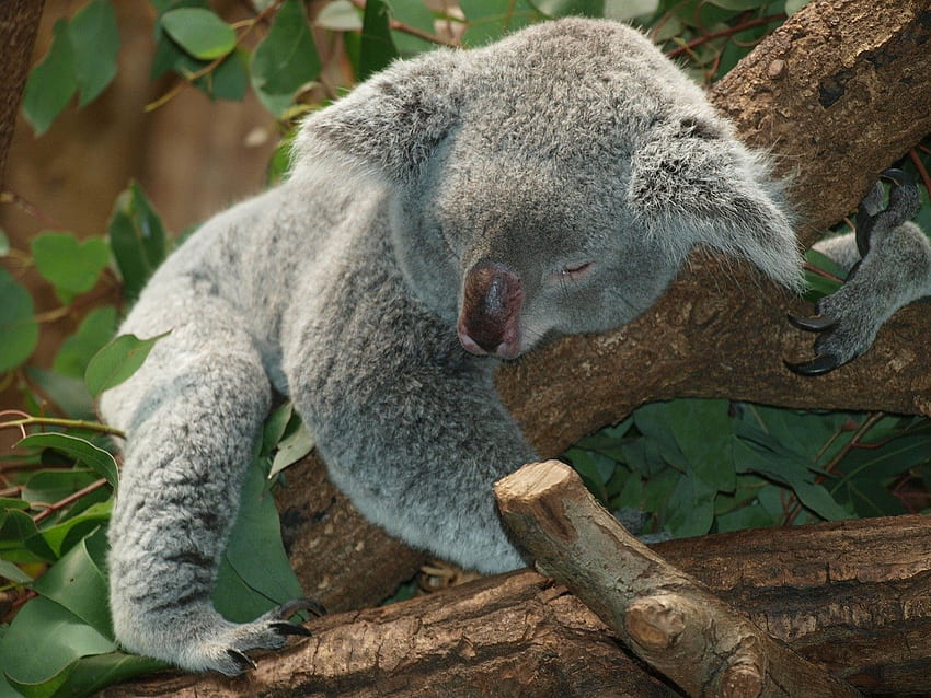 Do Not Disturb, branch, koala, tree, marsupial HD wallpaper