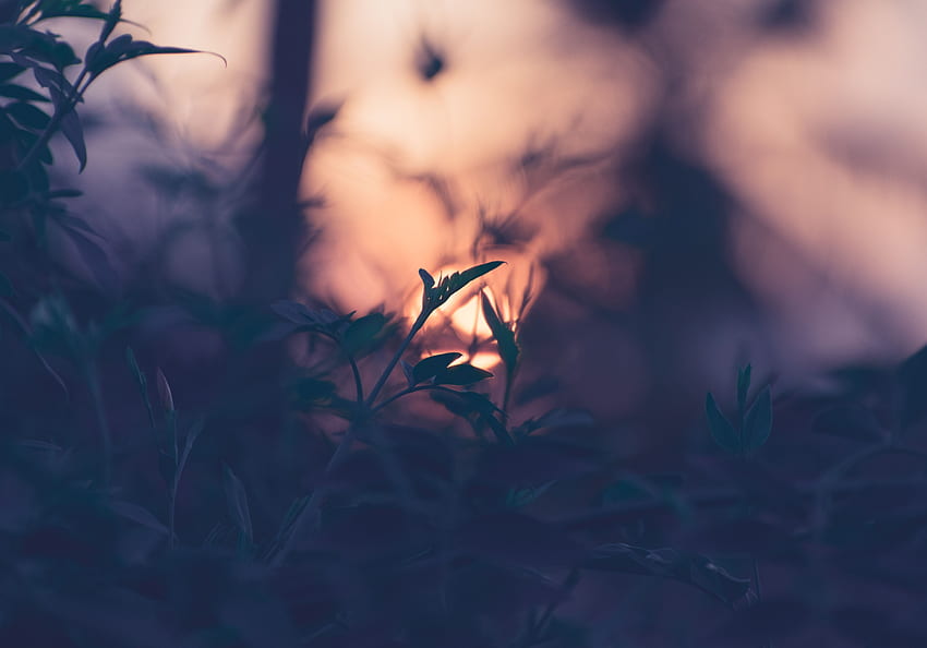 Sunset, Leaves, Plant, Macro, Blur, Smooth, Branches HD wallpaper
