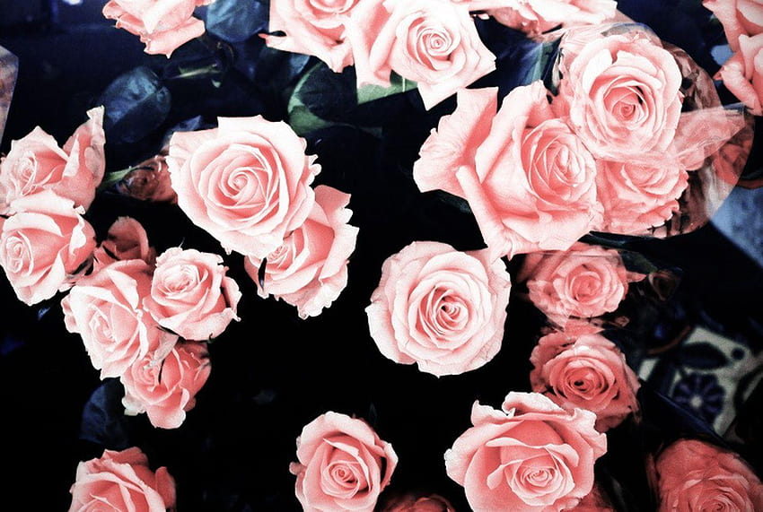 Roses Aesthetic PC, Grunge Flowers HD wallpaper