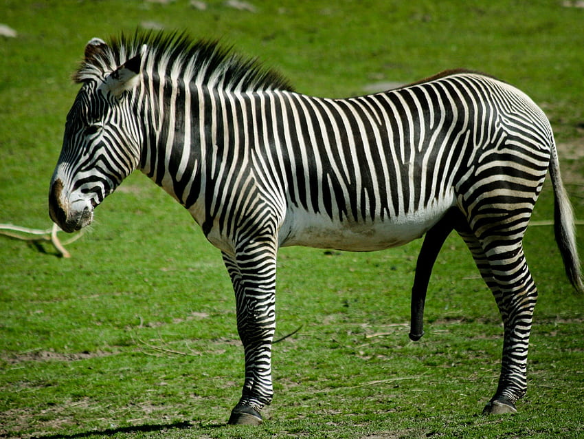 Animali, erba, zebra, a strisce, stare in piedi, stare in piedi Sfondo HD
