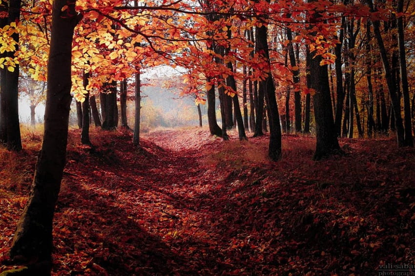 Светлина зад листата, есента, листата, природата, гората HD тапет