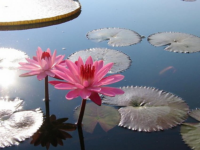 Lily pad white, blue water, pink, white lily pads, lillies, pond HD wallpaper