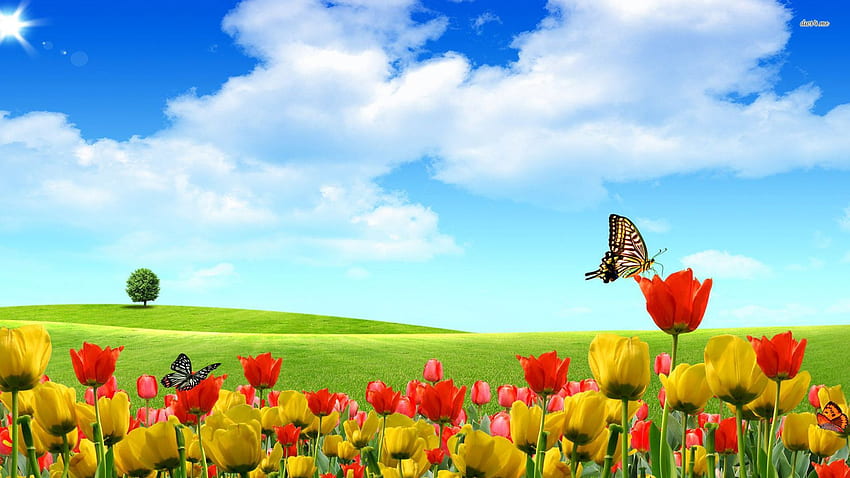 Natura kraju letniego. Natura - Tło. kwiaty natury, piękny kraj, pole Tapeta HD