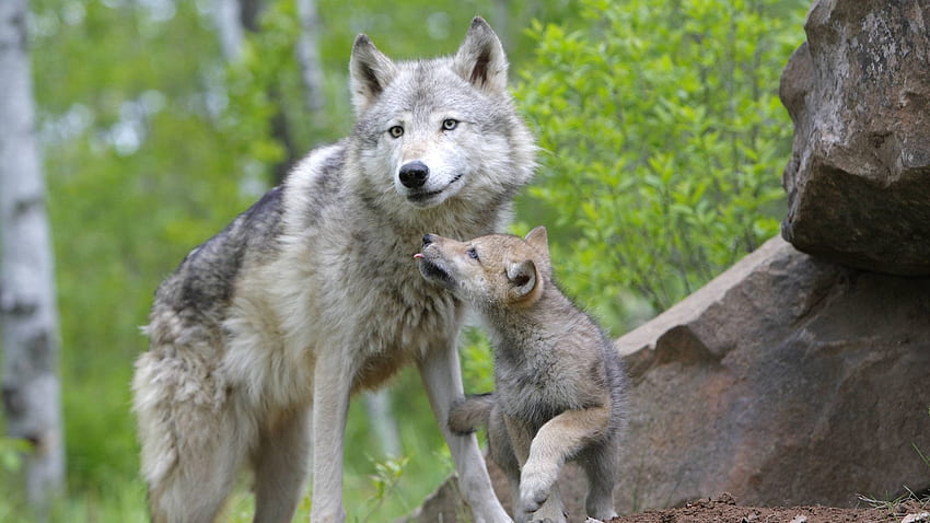 Zwierzęta, para, para, wilk, rodzina, opieka, młode wilki Tapeta HD