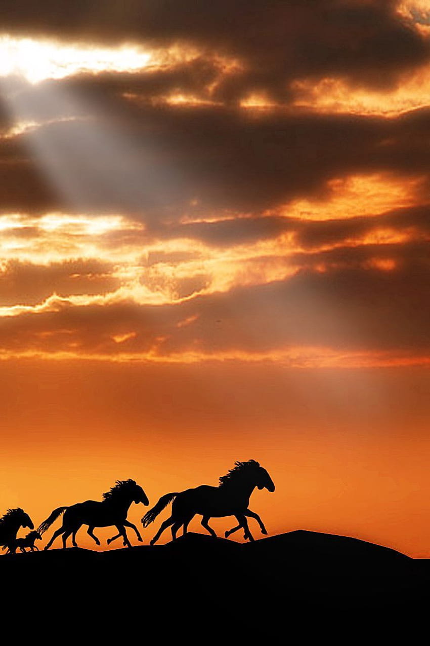 horse, herd, sunset, silhouettes HD phone wallpaper