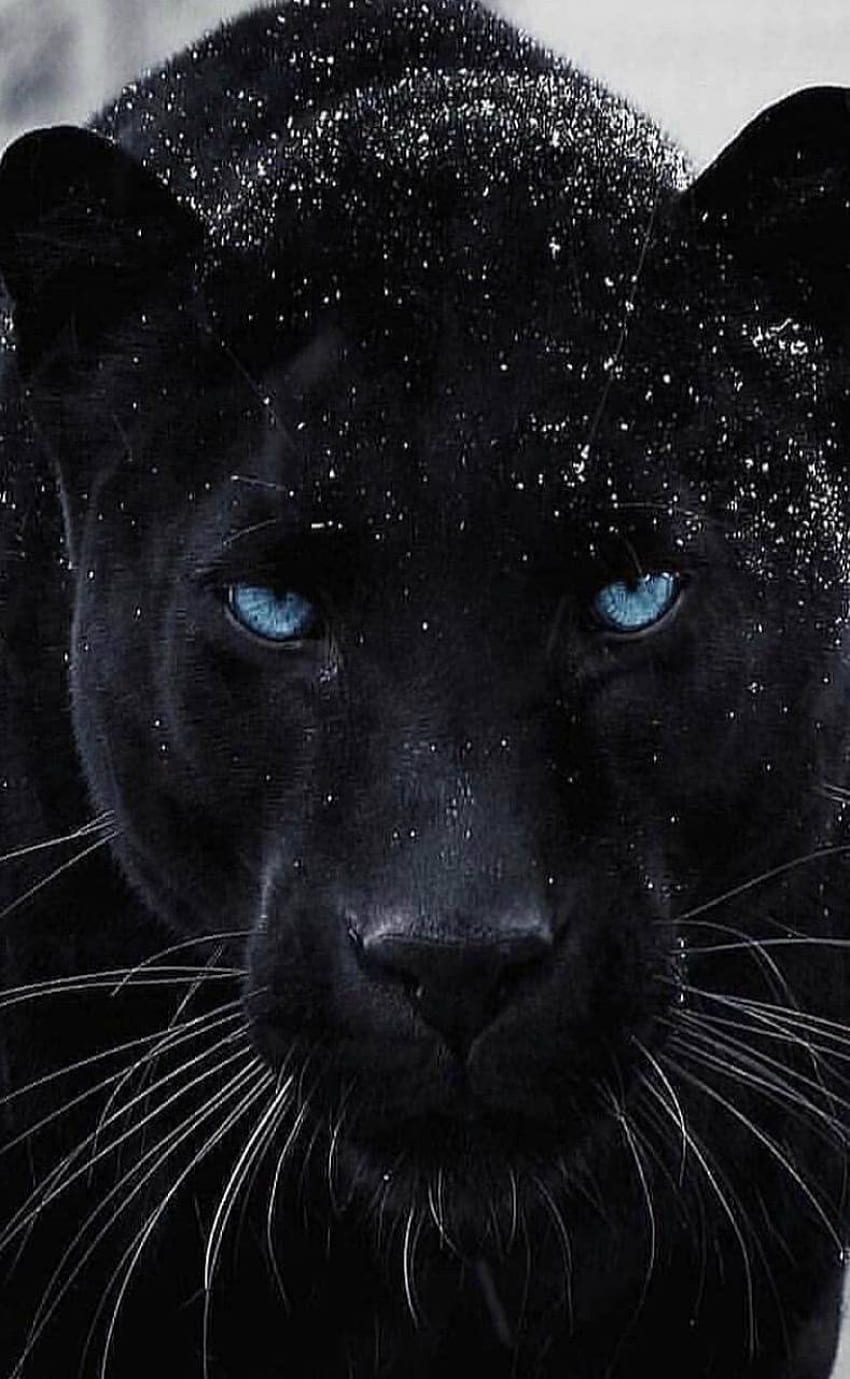 Blaue Augen, schwarze Pantheraugen HD-Handy-Hintergrundbild